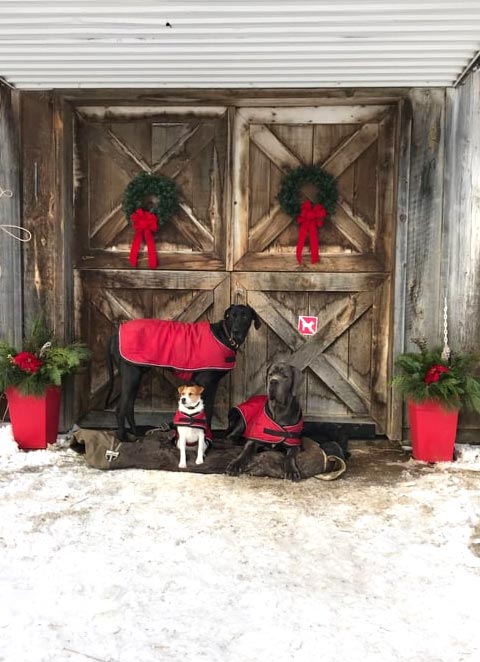 Family friendly horse boarding facility in Cookstown